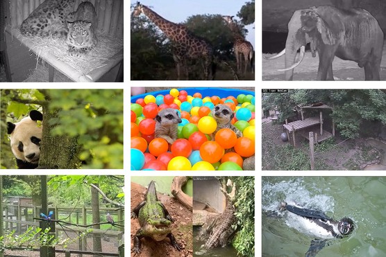 best zoo webcams and animal livestreams