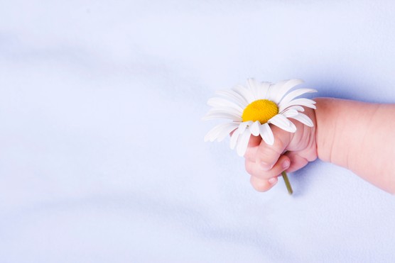 newborn baby's hand holding a daisy