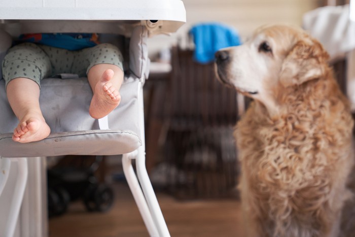 A cute baby on a high chair feeds a dog. Golden Retriever loves to eat with a child. Lifestyle photo with copy space. A cute baby on a high chair feeds a dog. Golden Retriever loves to eat with a child. Lifestyle photo with copy space.
