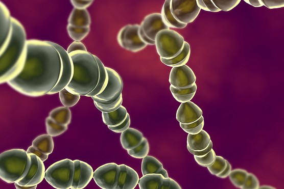 Streptococci bacteria under a microscope